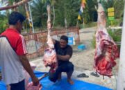 Pada Perayaan Idul Adha 1447 H, PTPN IV Ajamu Qurban 5 Ekor Sapi